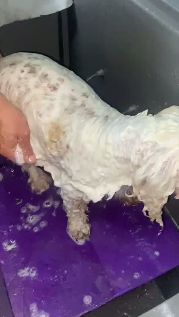 SpaCoquetoMelenitaLarga