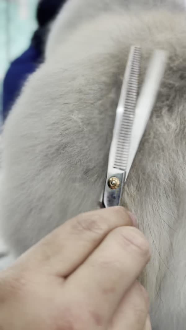 SpaStrongHairPomerania