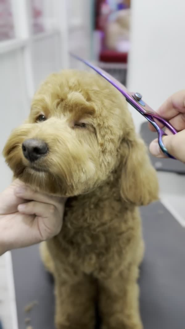 SpaCoquetoMelenitaLarga