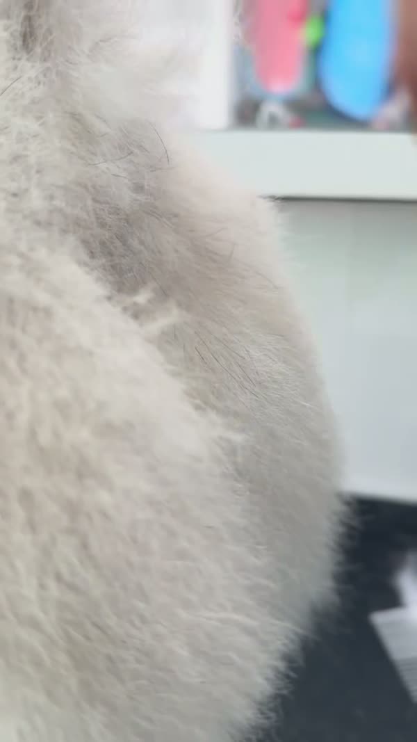 SpaStrongHairPomerania