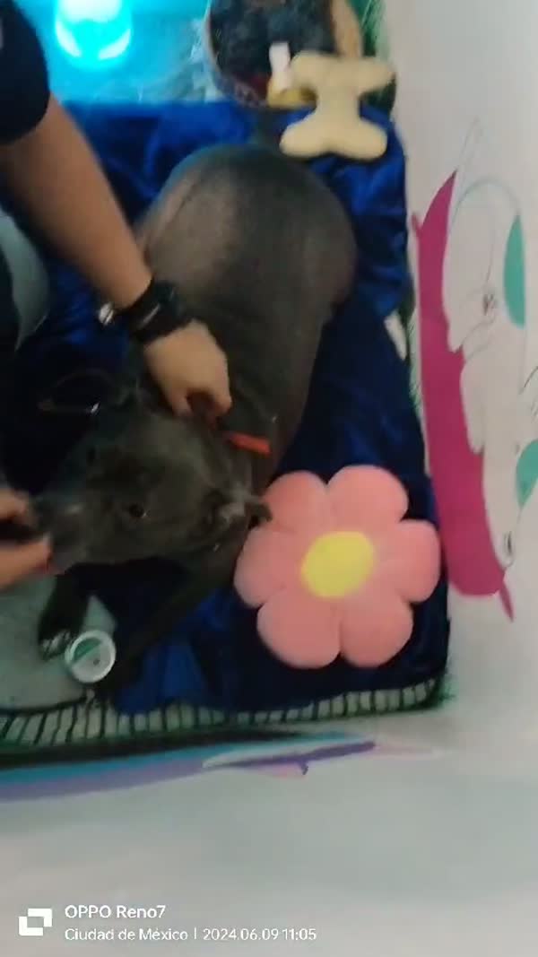 SpaCoquetoMelenitaCorta