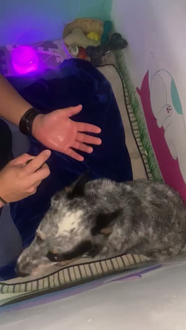 SpaCoquetoMelenitaCorta