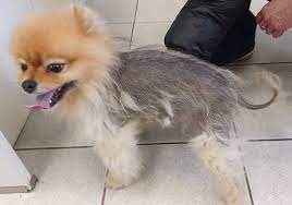 3_SpaStrongHairPomerania