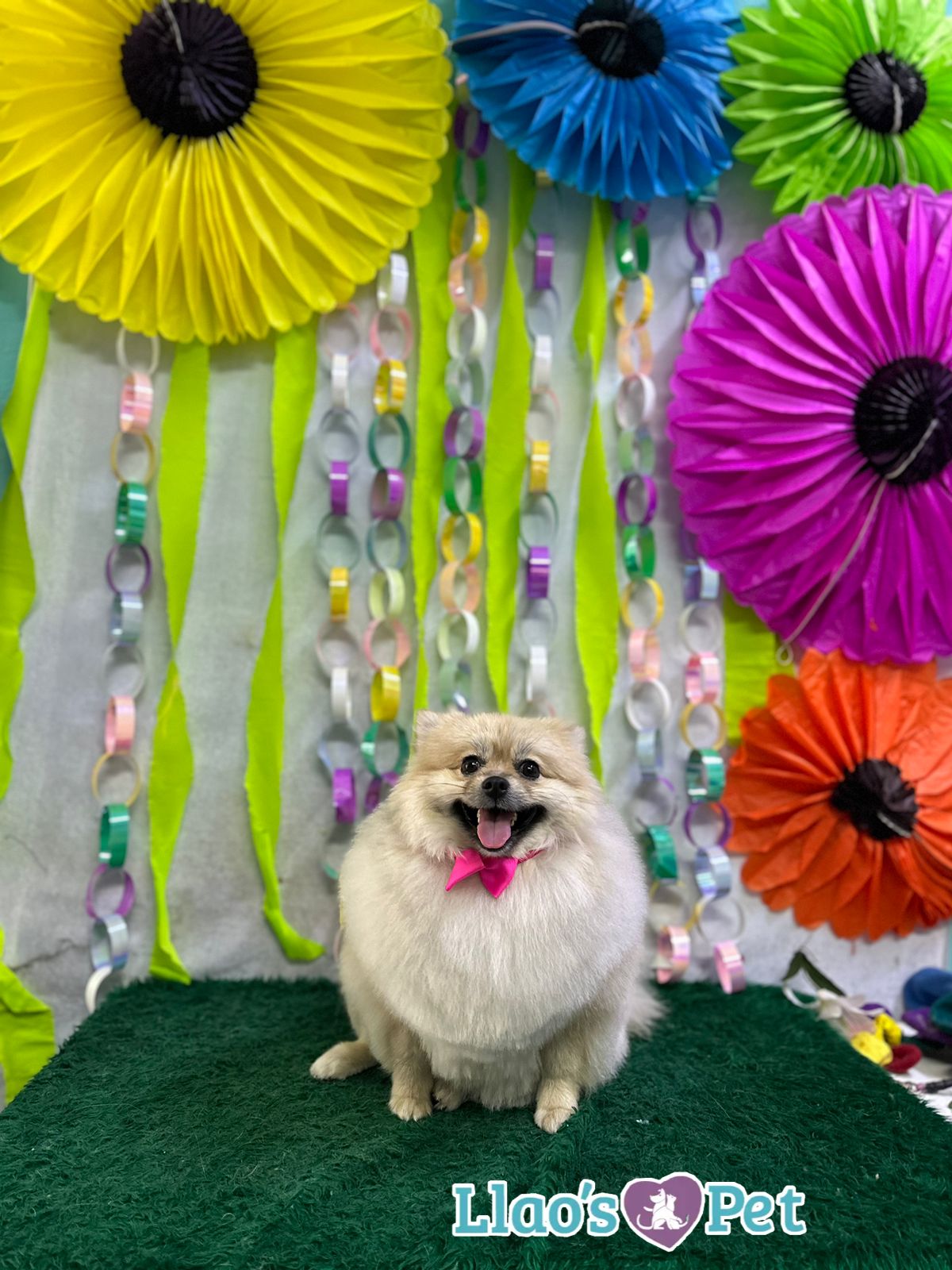 3_SpaStrongHairPomerania