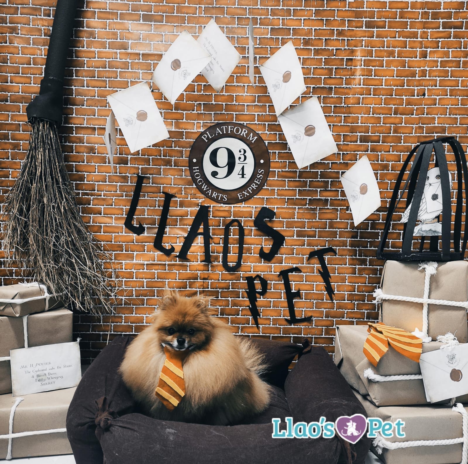 3_SpaStrongHairPomerania