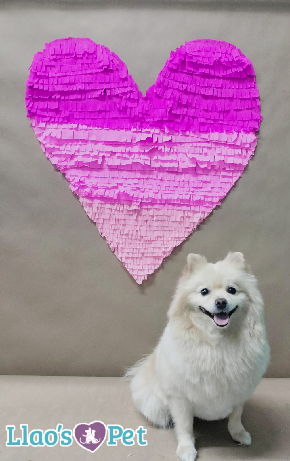 3_SpaStrongHairPomerania