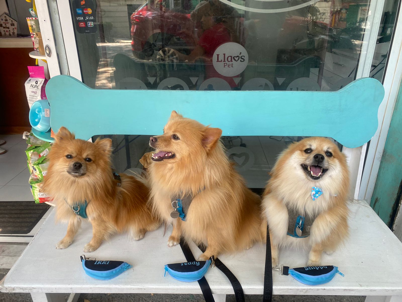 3_SpaStrongHairPomerania