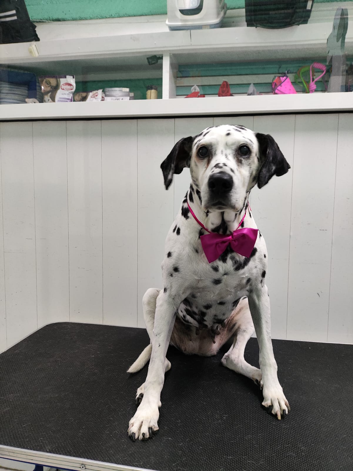 4_SpaCoquetoMelenitaCorta