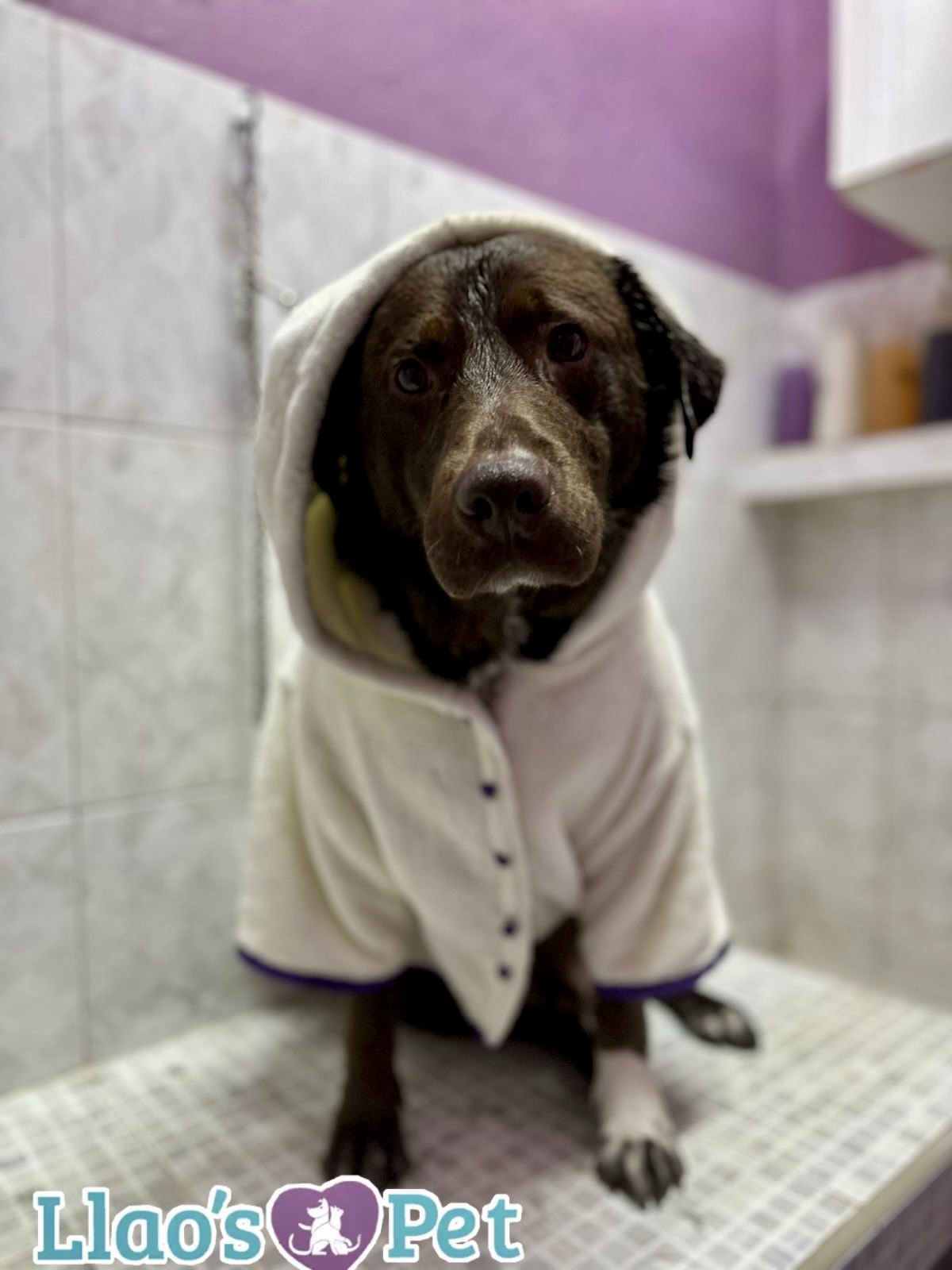 4_SpaCoquetoMelenitaCorta