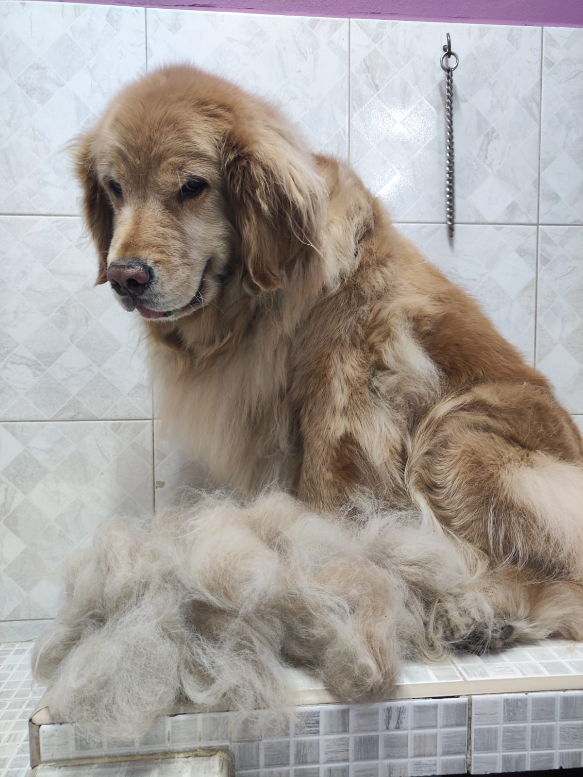 5_SpaCoquetoMelenitaLarga