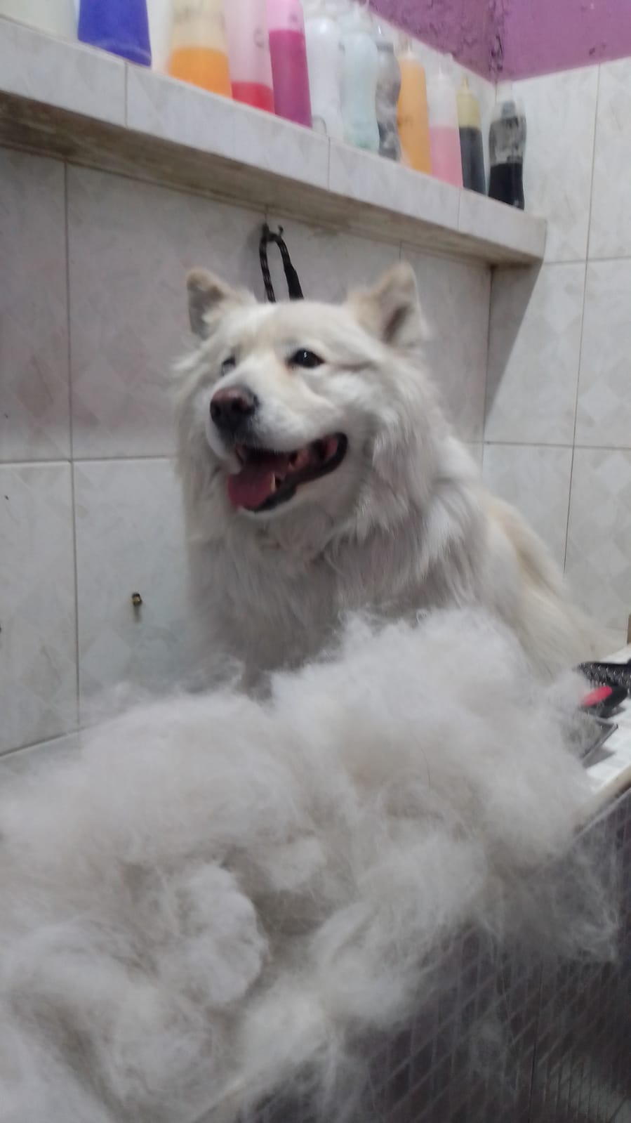 5_SpaCoquetoMelenitaLarga