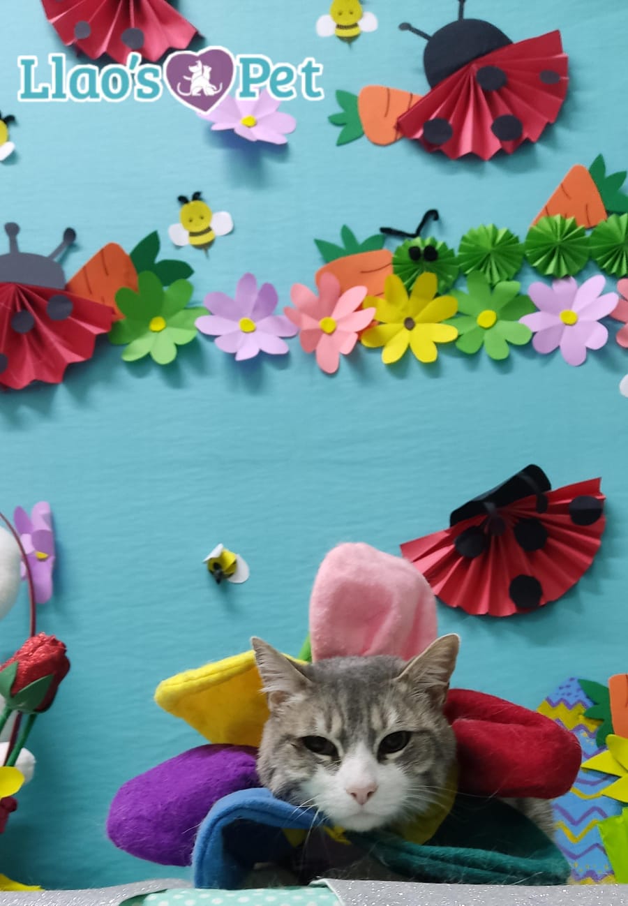 7_SpaGatuno_ClasicoYDelux