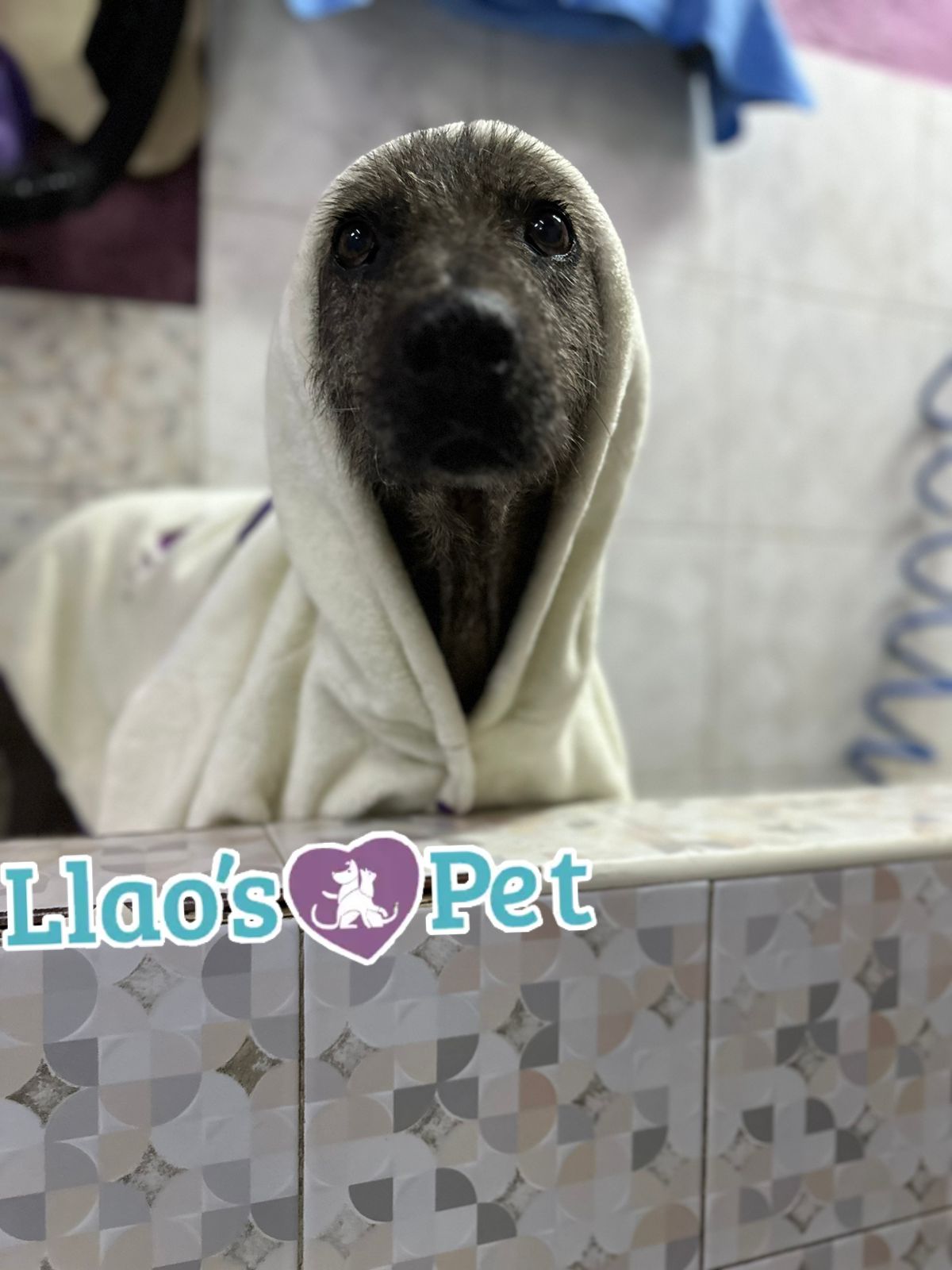 SpaCoquetoMelenitaCorta