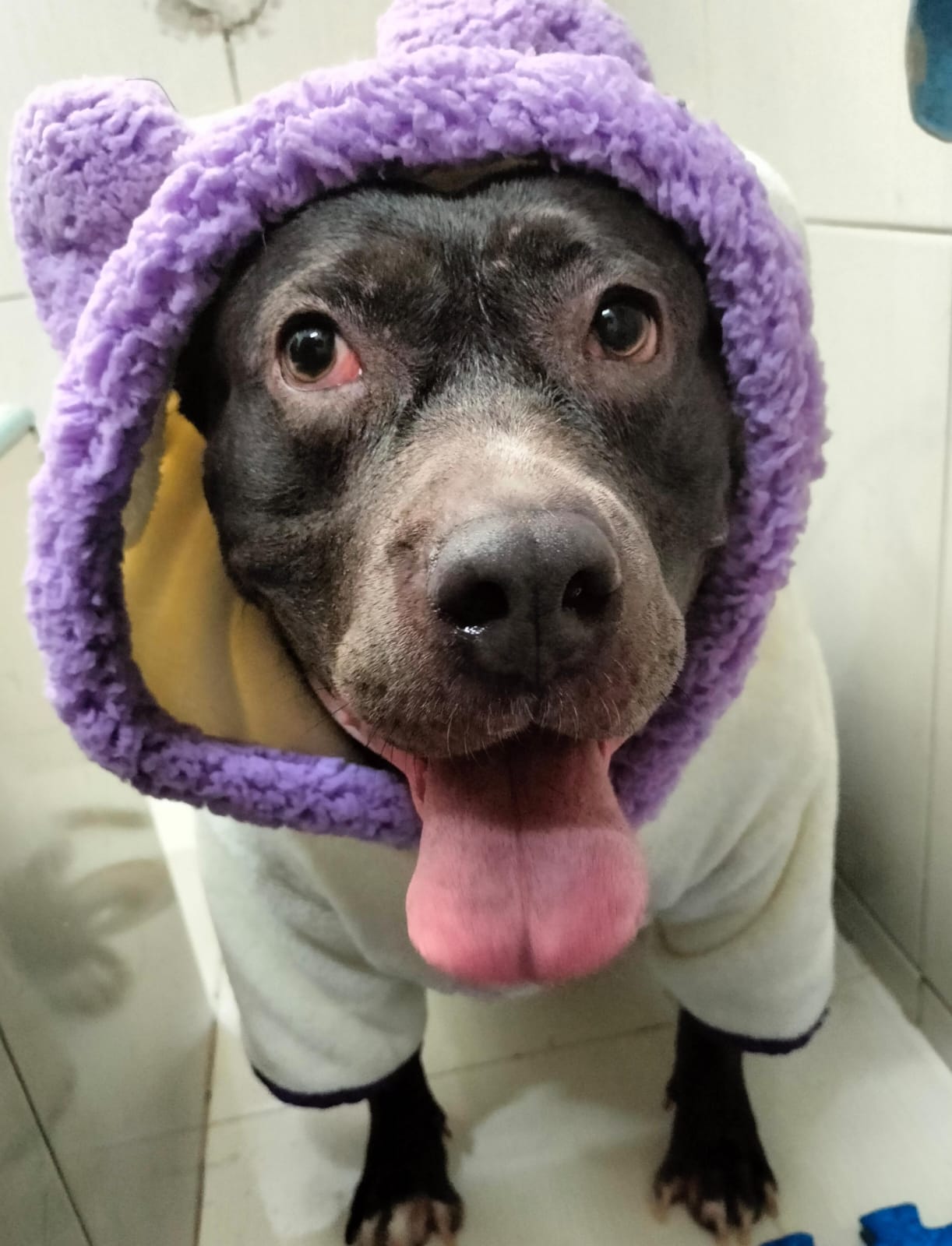 SpaCoquetoMelenitaCorta