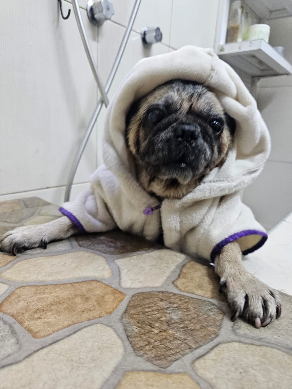 SpaCoquetoMelenitaCorta