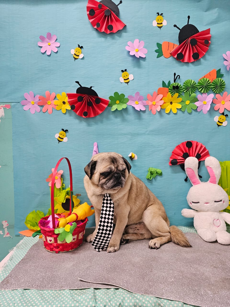 SpaCoquetoMelenitaCorta