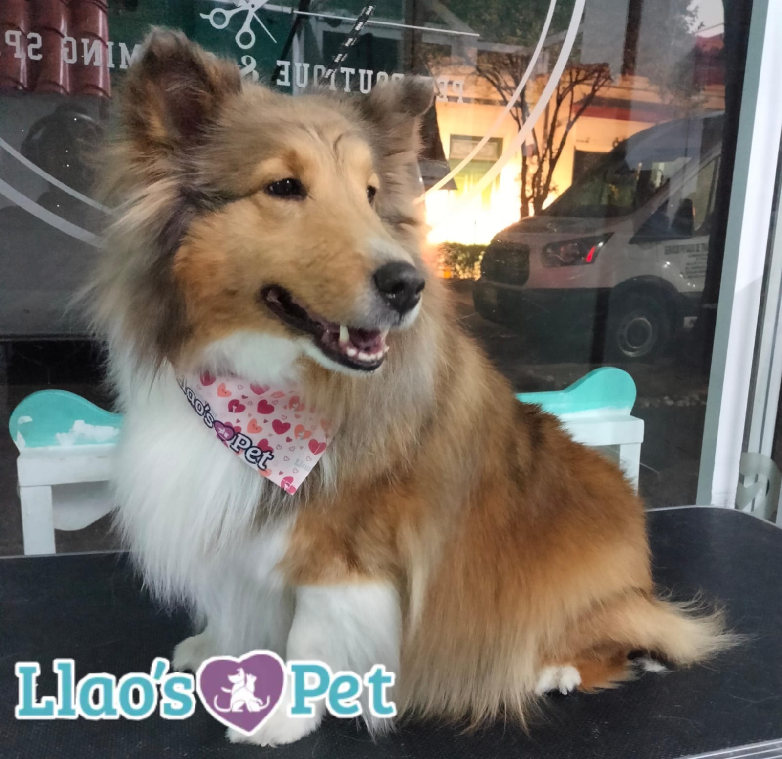 SpaCoquetoMelenitaLarga