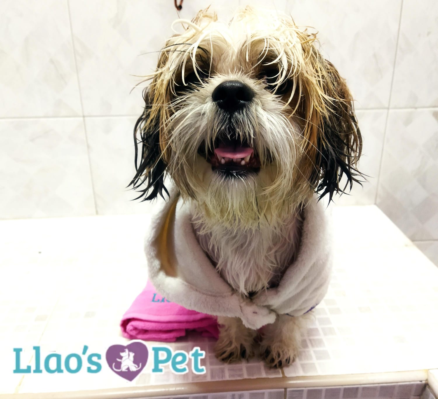 SpaCoquetoMelenitaLarga