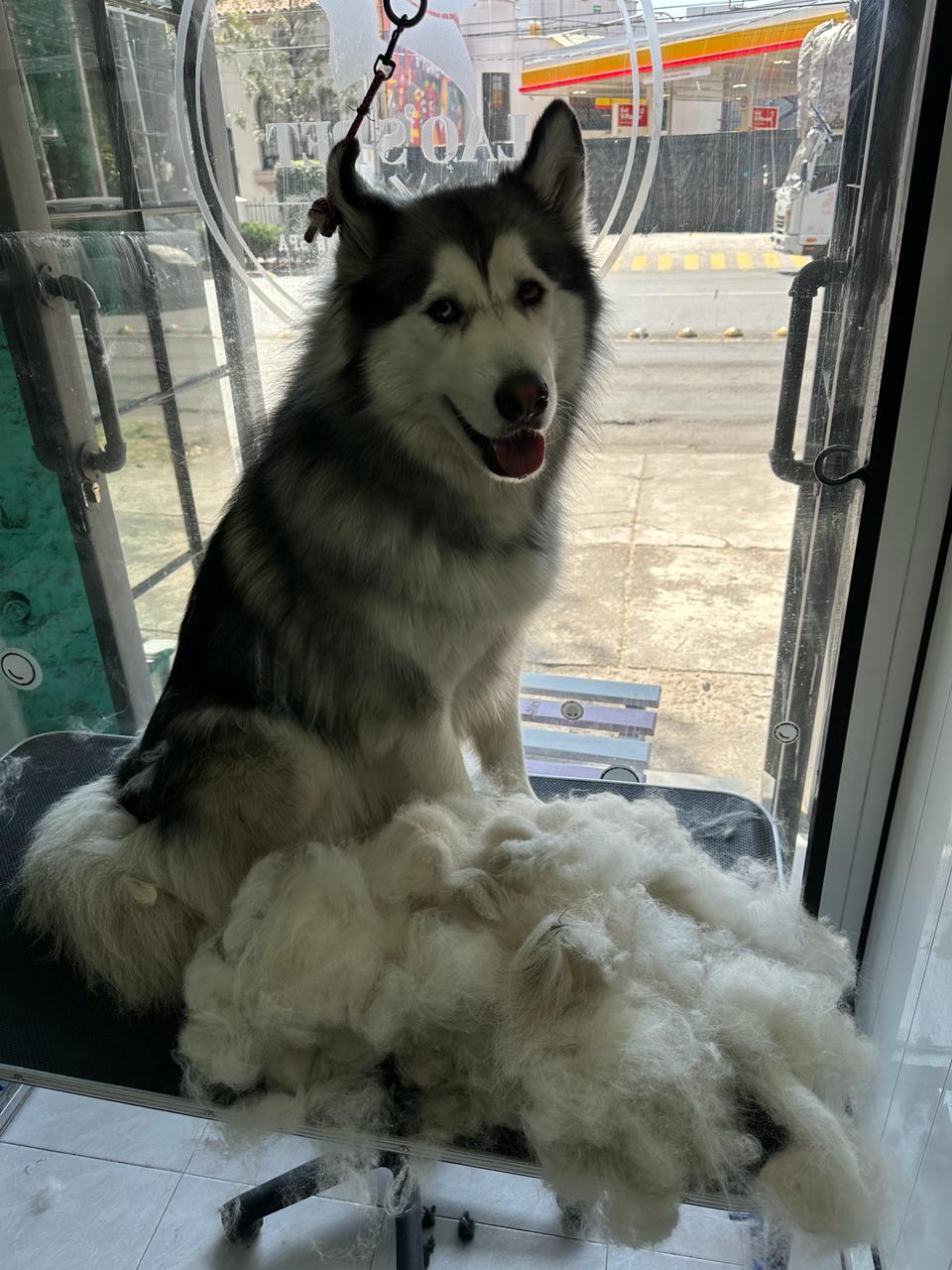 SpaCoquetoMelenitaLarga