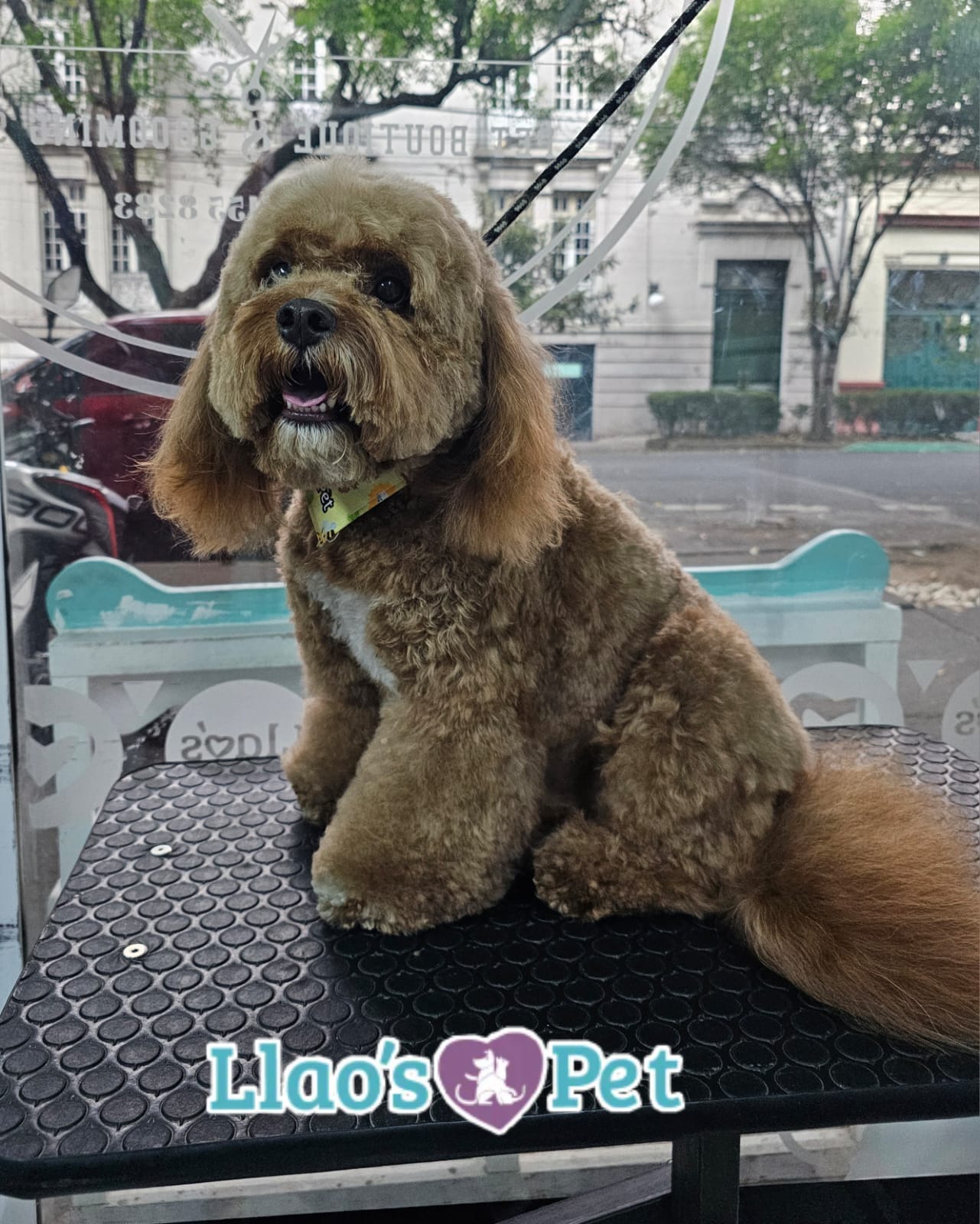 SpaCoquetoMelenitaLarga