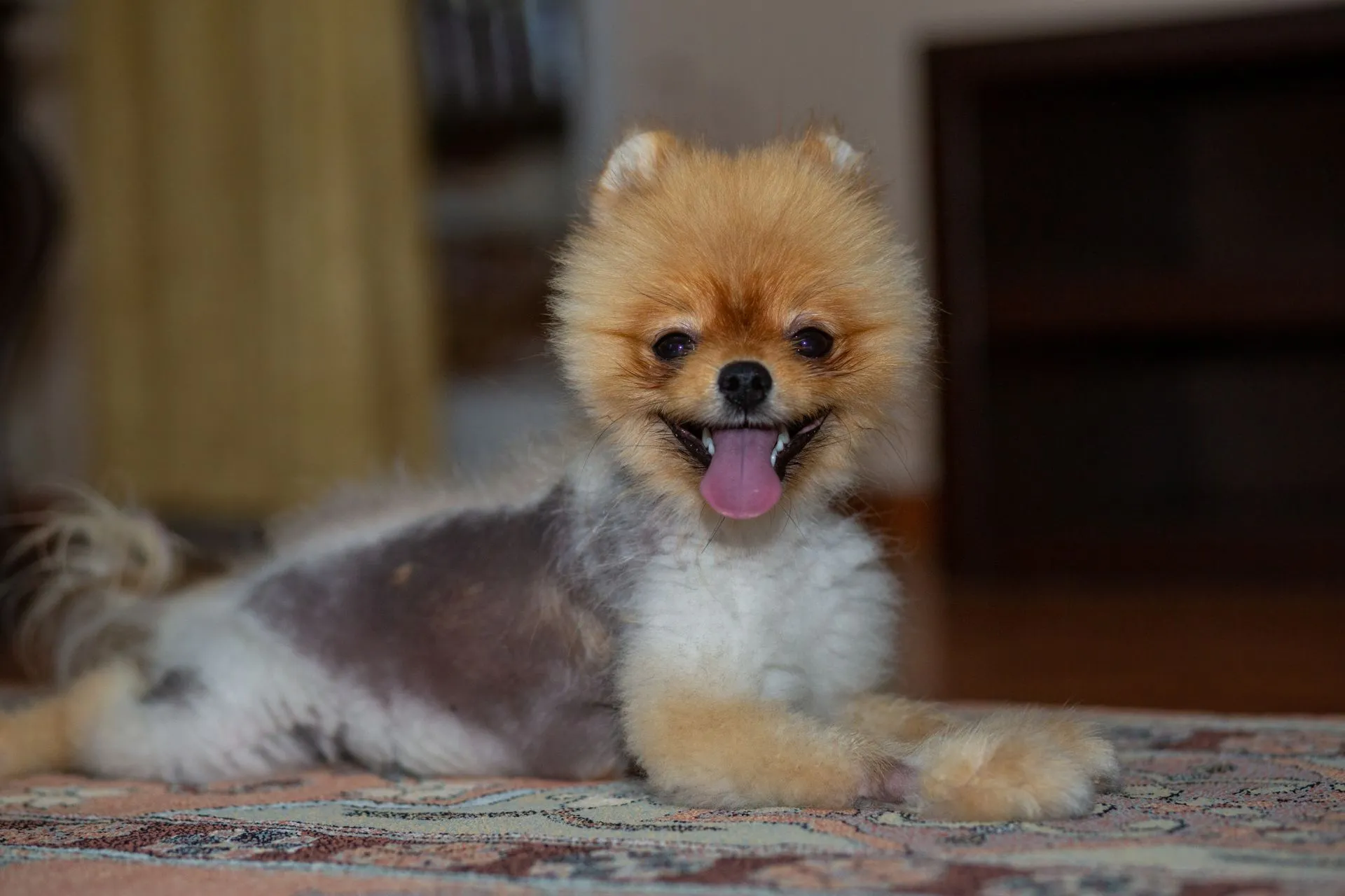 SpaStrongHairPomerania