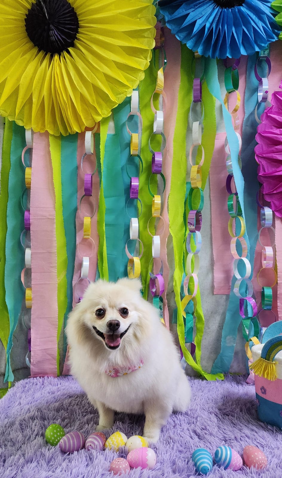 SpaStrongHairPomerania